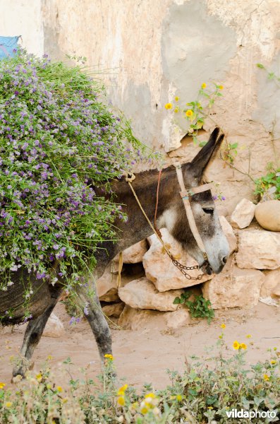 Luzerne-transport per ezel