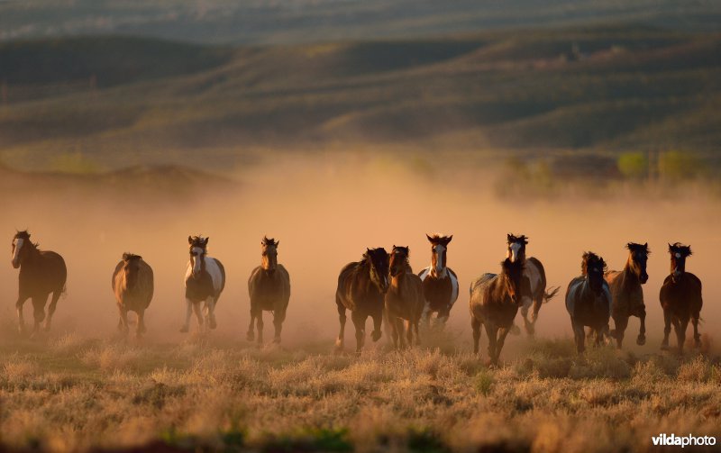 Mustang paard