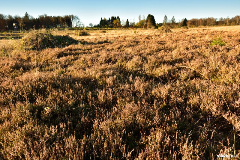 Plateau des Tailles