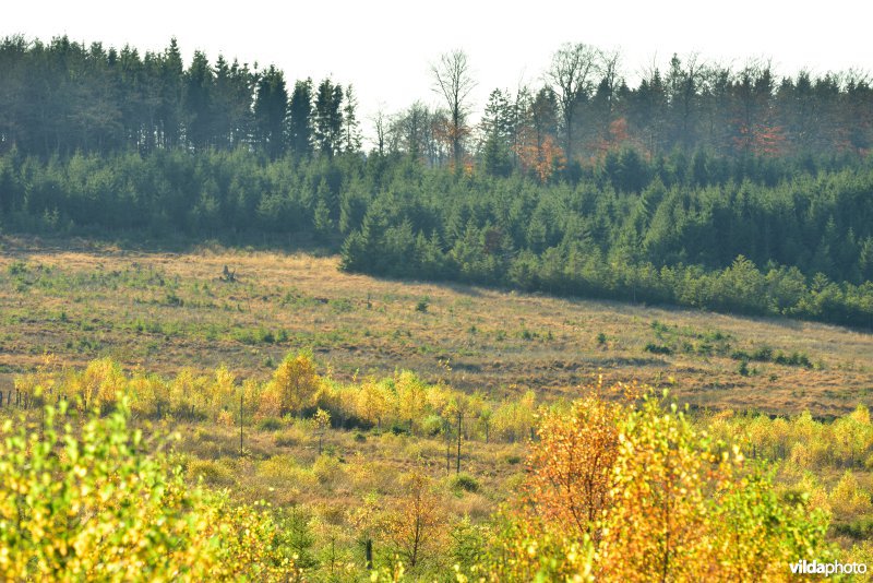 Plateau des Tailles