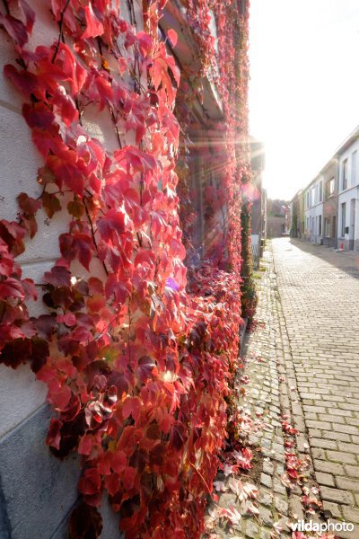 Wingerd in herfstkleur