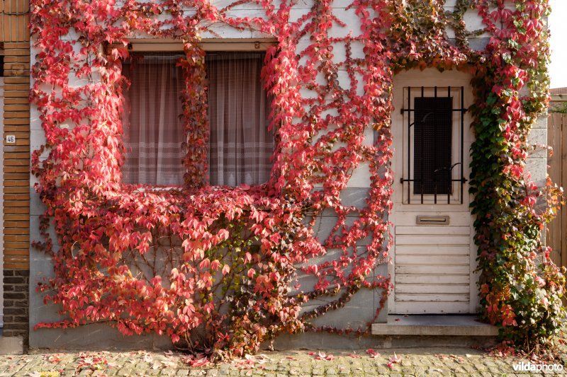 Wingerd in herfstkleur