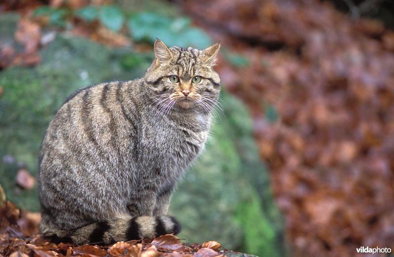 Wilde kat