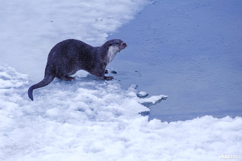 Otter bij een wak