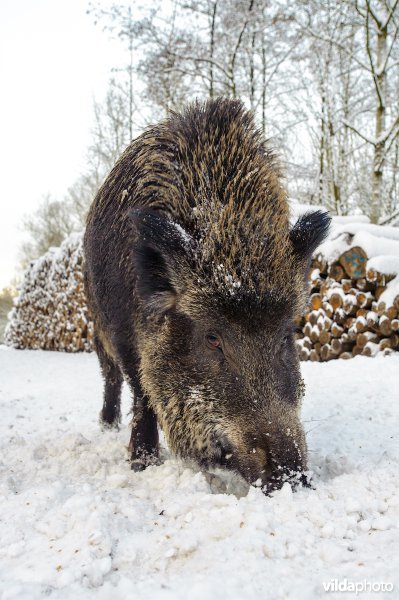 Wild zwijn in de sneeuw