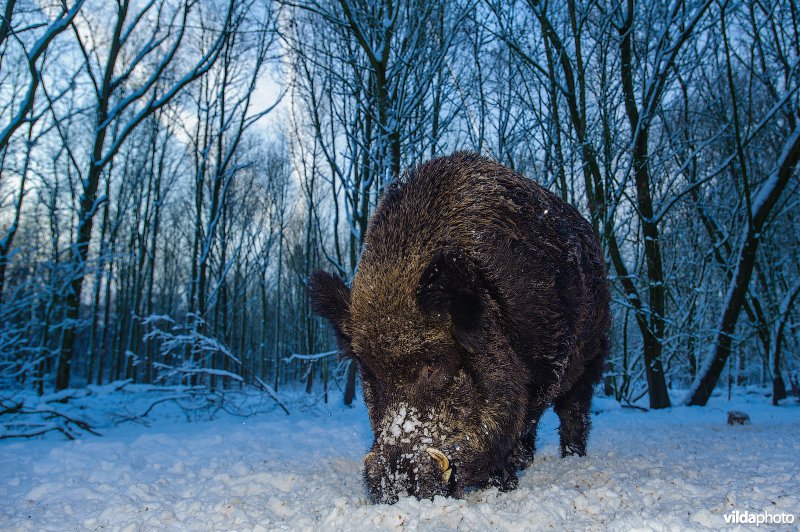 Wild zwijn in de sneeuw