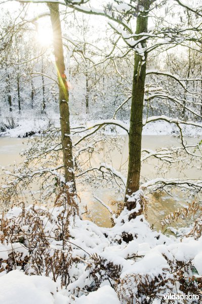 Besneeuwde Zwarte els