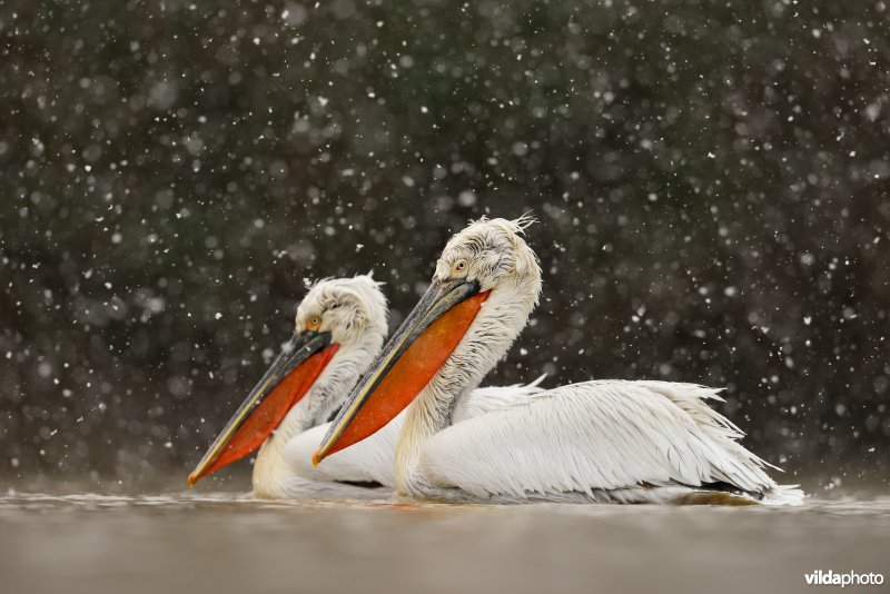 Kroeskoppelikaan in de sneeuw