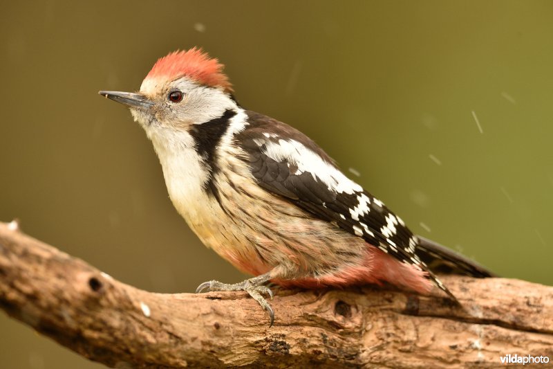 Middelste bonte specht