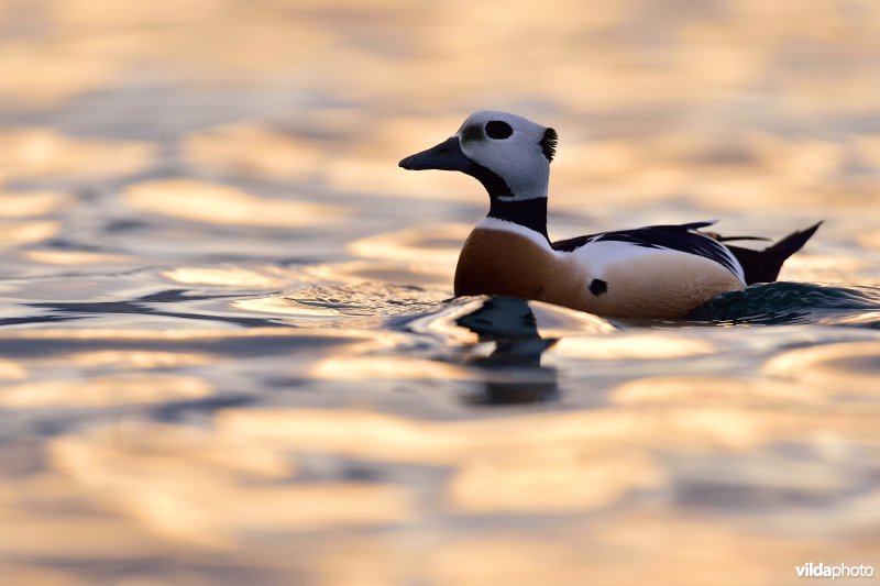Steller's eider