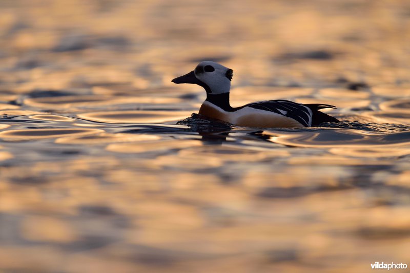 Steller's eider