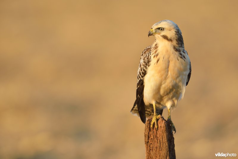 Buizerd