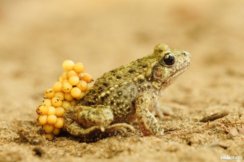 Mannetje vroedmeesterpad met eisnoer