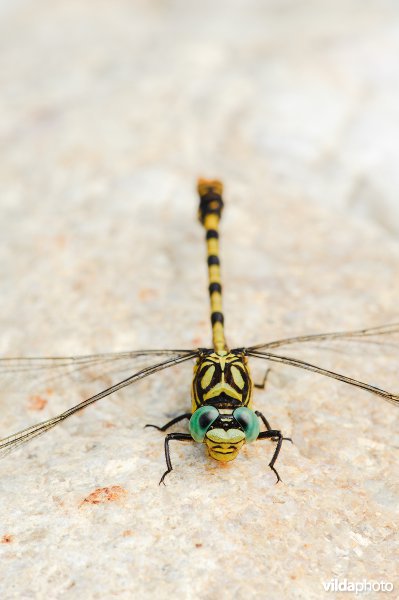 Portret van Kleine tanglibel