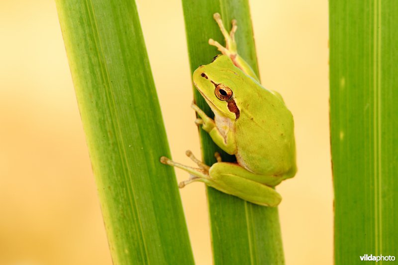 Portret van Mediterrane Boomkikker