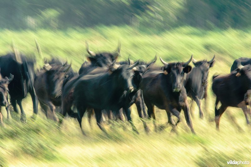 Camargue Runderen