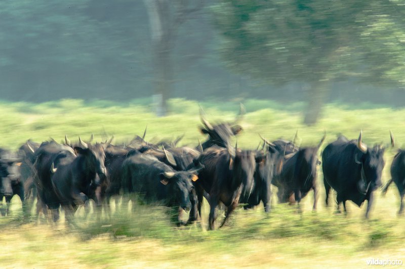 Camargue Runderen