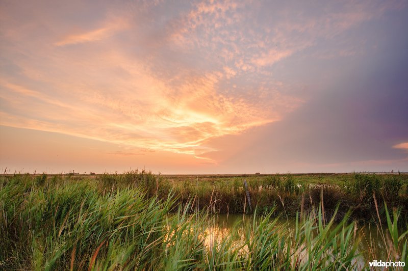 Landschap in de Camargue