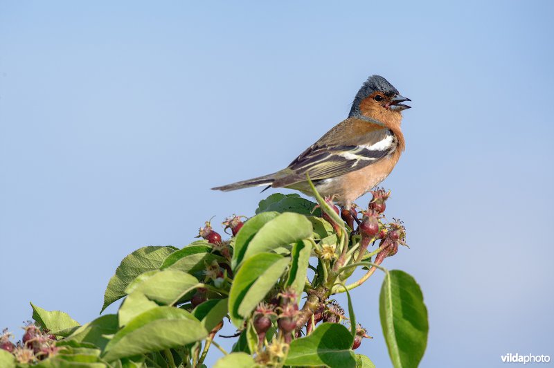 Mannetje vink