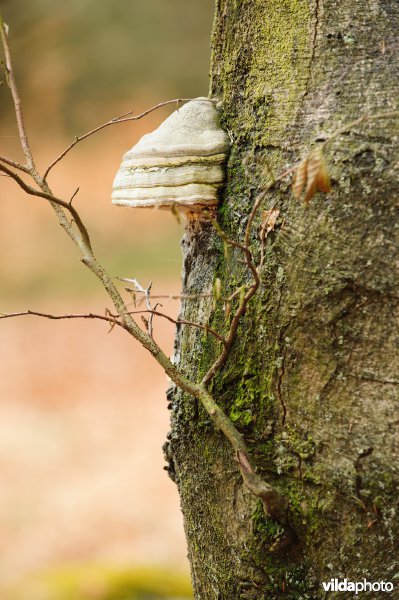 Tonderzwammen op oude beukenbomen