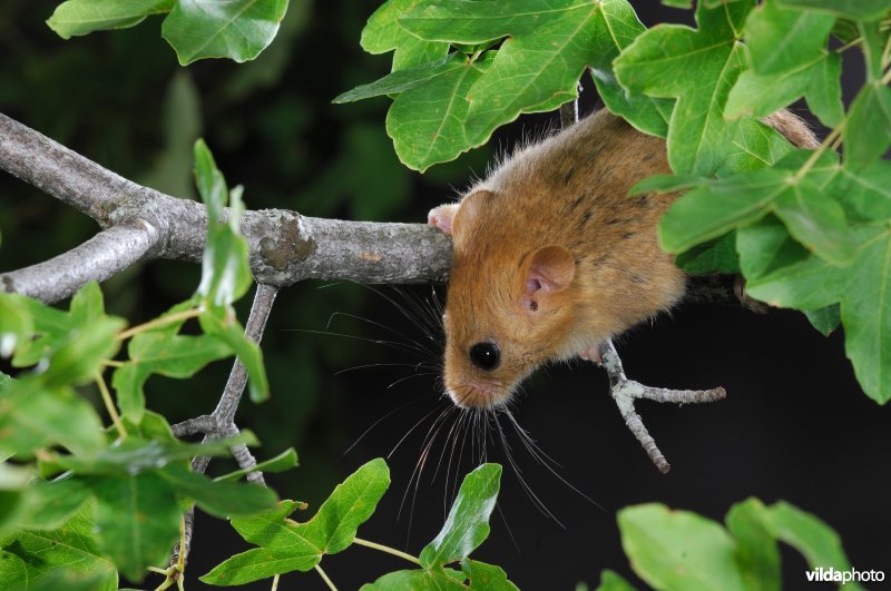 Hazelmuis in actie