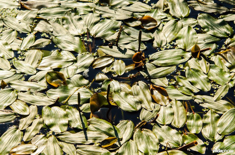 Drijvend fonteinkruid in een beek