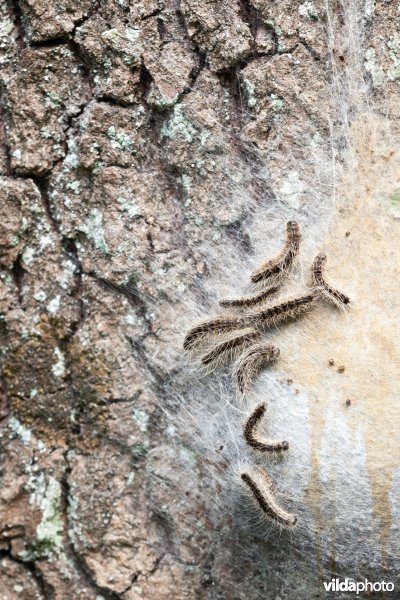 Eikenprocessierups
