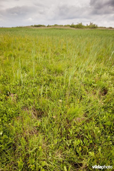 Habitat van de Zeggesteekmier