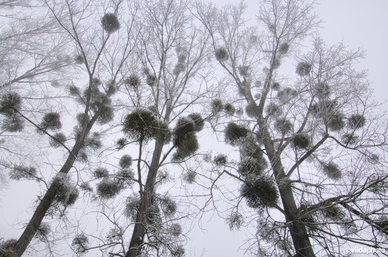 Besneeuwde bomen met Maretak