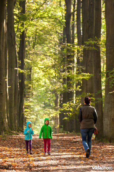 Wandelen in het bos