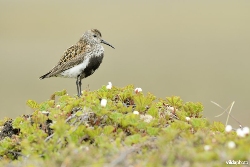 Bonte strandloper op de uitkijk