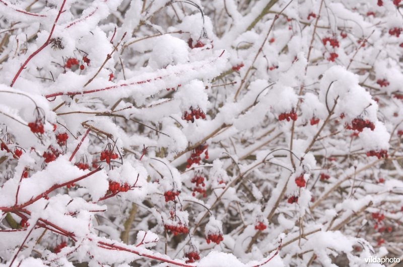 Besjes in de sneeuw