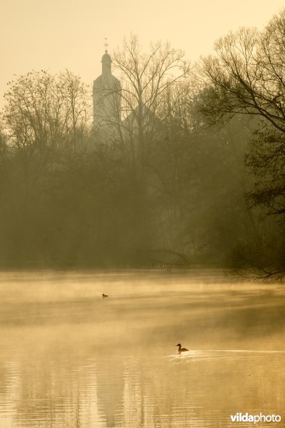 Fuut in de ochtendmist