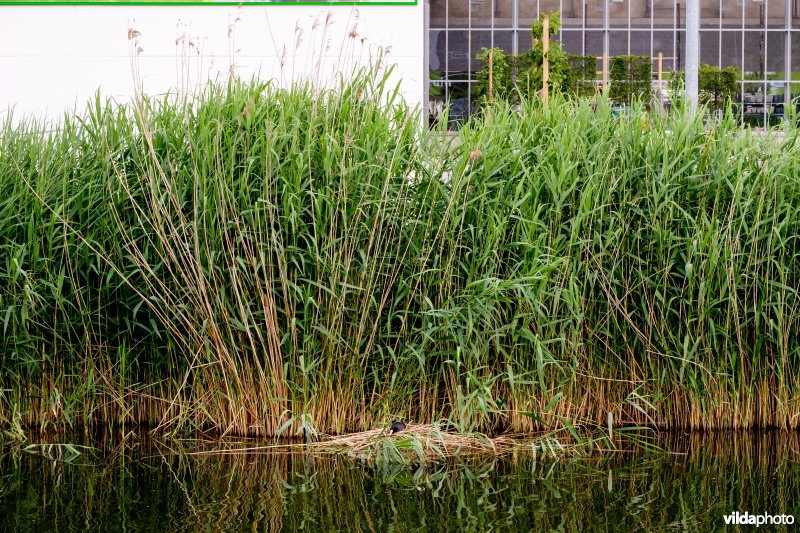 Natuurvriendelijke oever