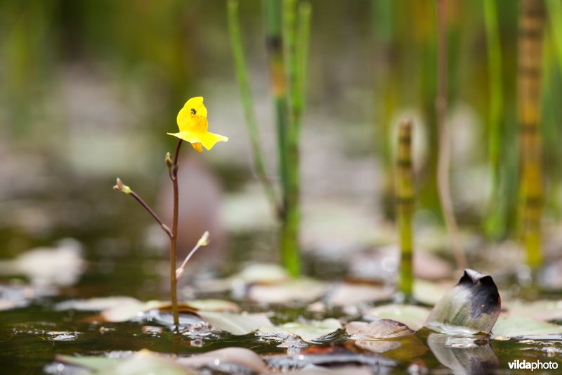 Bloem van Loos blaasjeskruid