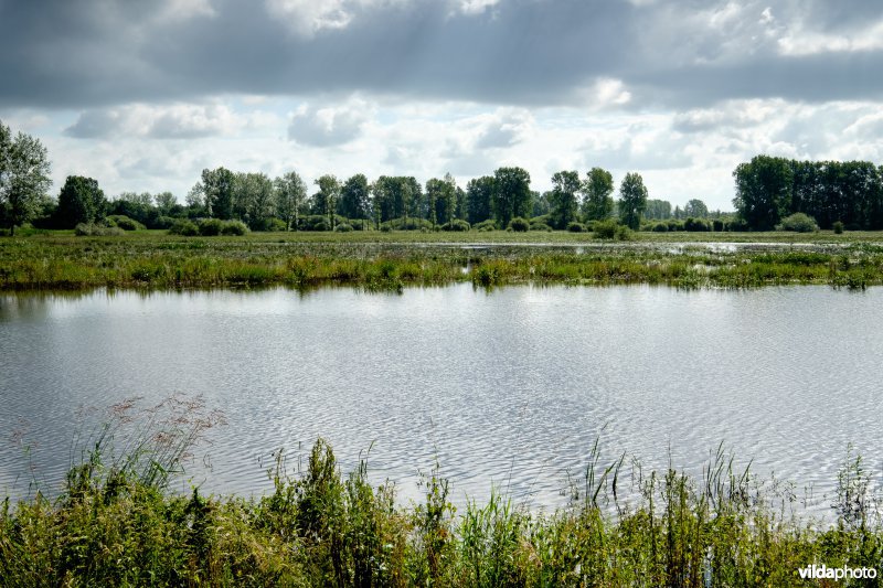 Vijver en overstroomde graslanden