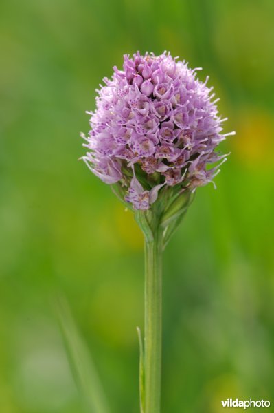 Knotsorchis