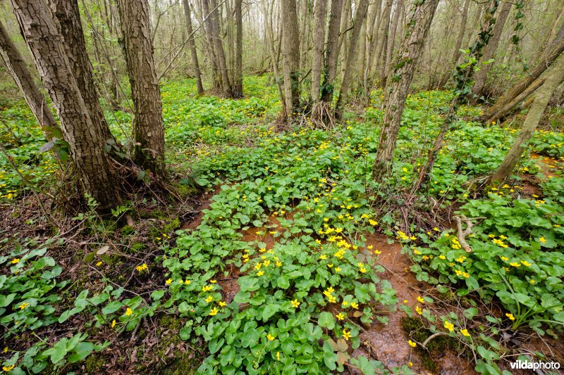 Mesotroof elzenbroekbos