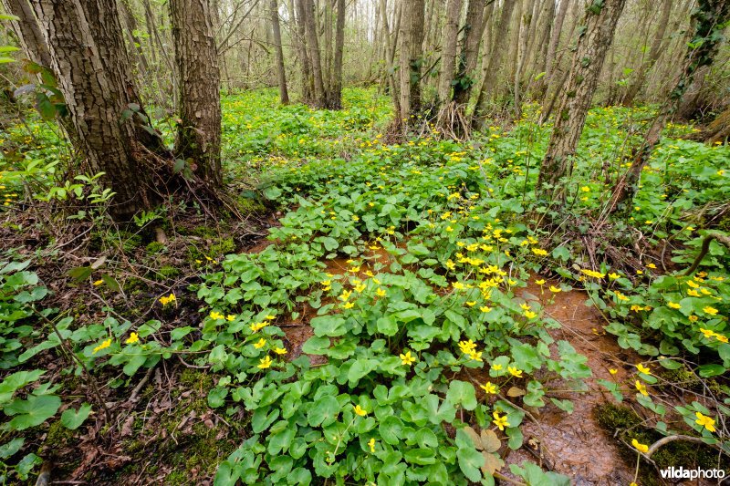 Mesotroof elzenbroekbos