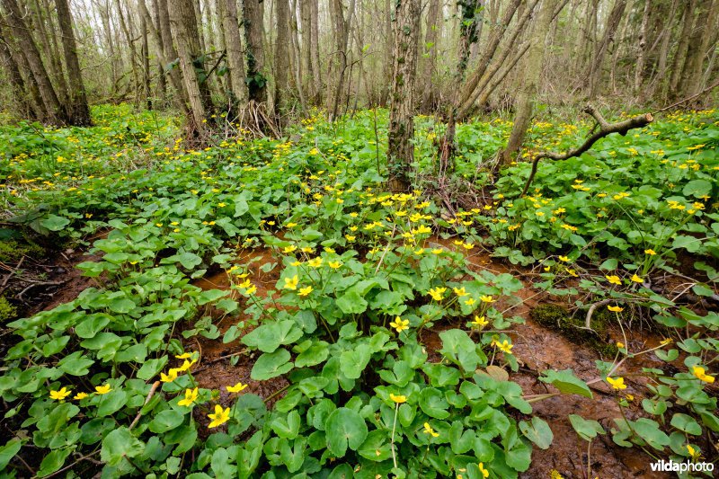 Mesotroof elzenbroekbos