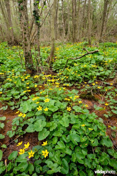 Mesotroof elzenbroekbos