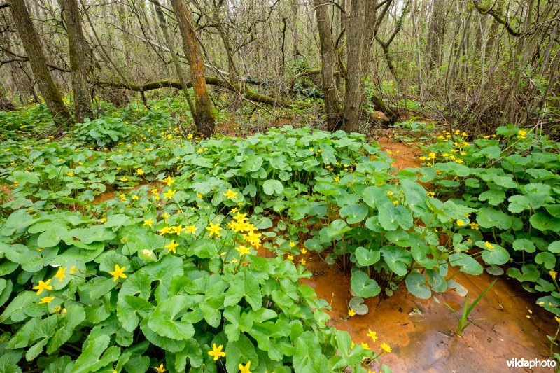 Mesotroof elzenbroekbos