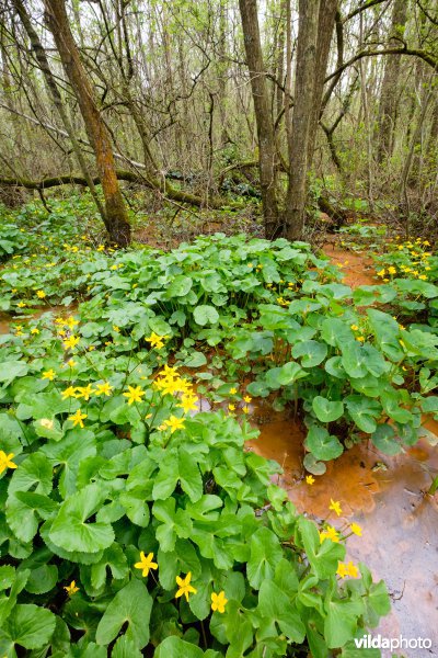 Mesotroof elzenbroekbos