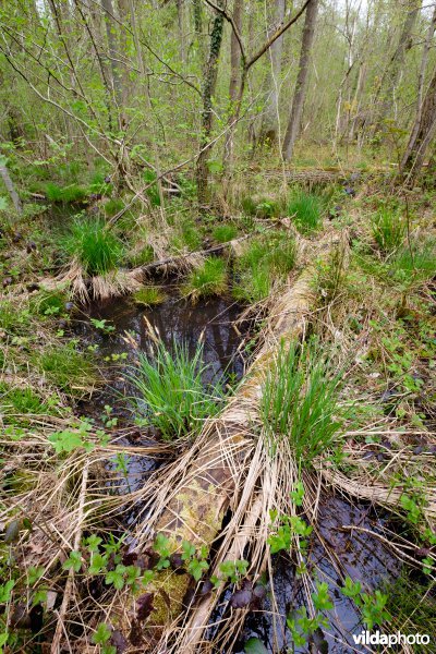 Ruigte-elzenbos