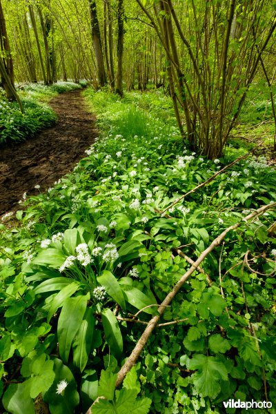 Daslook in het Kloosterbos