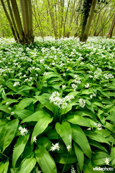 Daslook in het Kloosterbos