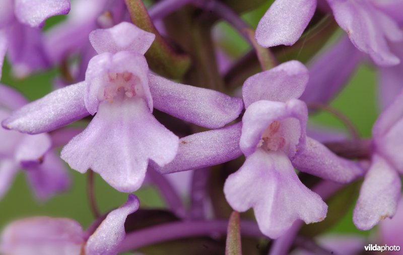 Grote muggenorchis