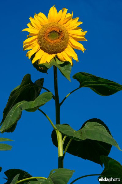 Zonnebloem