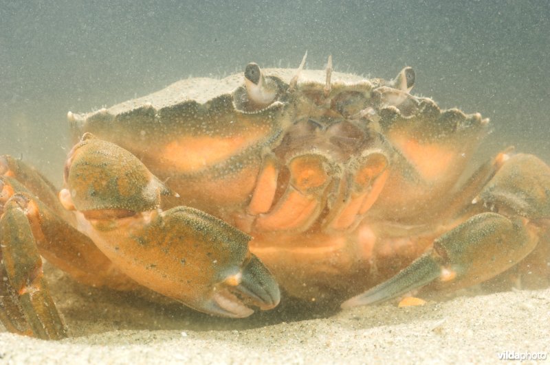 Strandkrab