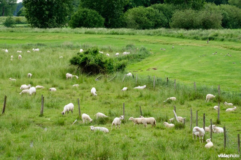 Schapenbegrazing